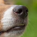 ハワイで侵略的外来…