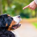 犬を飼うのが辛くな…