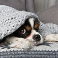 犬がいる家庭で注意…