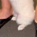 赤ちゃん犬が『生ま…