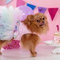 愛犬にとっては意味…