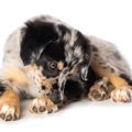 犬が自分を舐める心…
