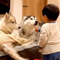 喧嘩中の大型犬たち→…