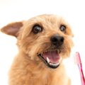 犬の歯茎でわかる『…