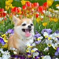 犬にユリ科の植物は…