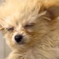 『犬が暑そう』と思…