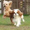 犬の性格は年齢とと…