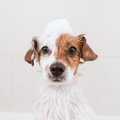犬に絶対してはいけ…