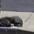保護した犬は、あの…