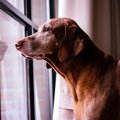 犬が飼い主の横を通…