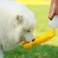 愛犬がケガをするこ…
