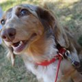 犬の首輪の手作り方…