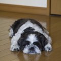 犬もうつ病になる！…