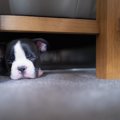 犬が『テーブルの下…
