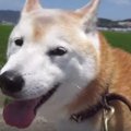 田園と青空と柴犬く…