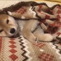 柴犬パピーちゃん眠…