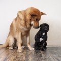 『多頭飼いに向かな…