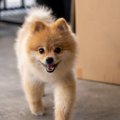 犬が飼い主の帰宅に…