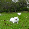 散歩したりピクニッ…