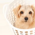 犬が『今は離れたい…