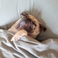 犬にとってNGな『寝…