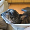 愛犬が飼い主の後ろ…