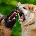 攻撃的なわんこの飼…