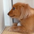 『絶対にボールは渡…