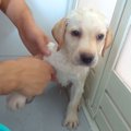 赤ちゃん犬が『初め…