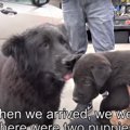人懐こい母犬と子犬…