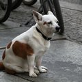 飼い主の帰宅を予知…