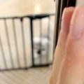 トリミングサロンに3…