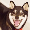 犬には意味がない『…