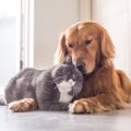 『犬と猫を一緒に飼…