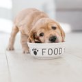 犬を飼い始めた人が…