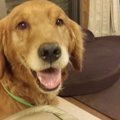 愛犬にマイクロチッ…