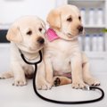犬がしていたら危険…