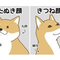 柴犬のたぬき顔とキ…