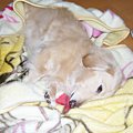 パートナー犬を一途…
