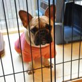 室内犬に絶対しては…