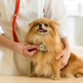 音楽は病院での犬の…