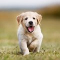 犬の成長が止まる時…