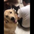 「ぼく、お手できま…