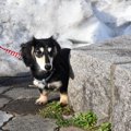 犬が『臆病な性格』…