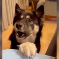 元保護犬に『食べ過…