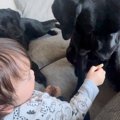 赤ちゃんが大型犬に…