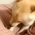 お布団ホリホリに夢…
