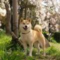 愛犬との思い出の作…