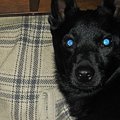 犬と飼い主は顔が似…