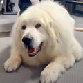 片足を失ってしまっ…